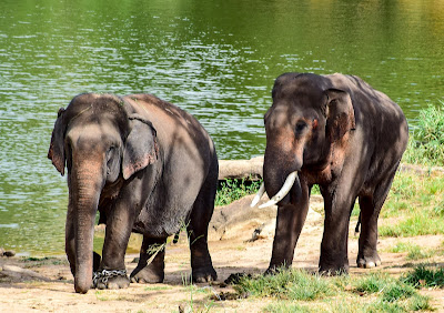 Elephant at Bannerghatta National Park, #traveldiary1234