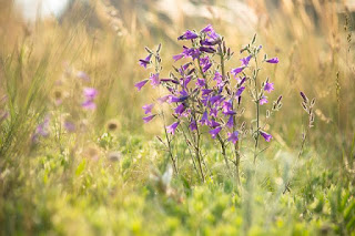 kereklevelű harangvirág (Campanula rotundifolia)