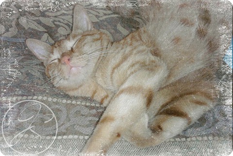 Aslan_Smile