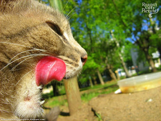 Lime-Eyed Blue Mackerel Tabby Hungry Kitty