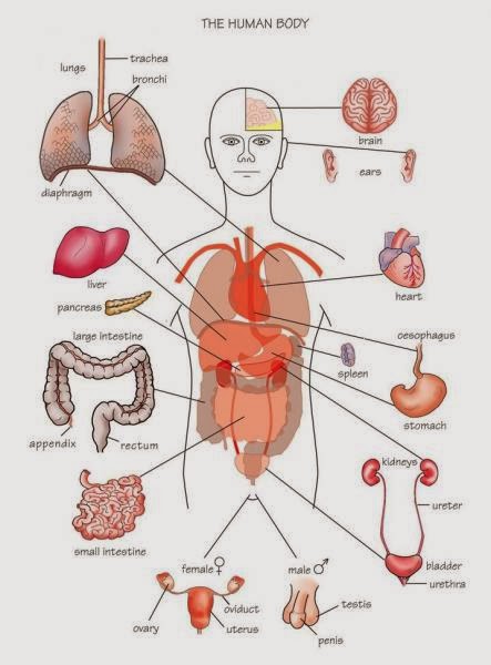 Human&Animal Anatomy and Physiology Diagrams: Human Body Parts