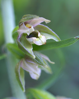 Épipactis à larges feuilles - Epipactis helleborine