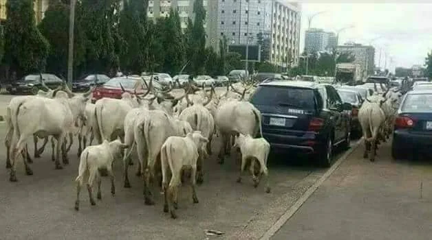 Alt: = "photo showing cattle moving on the road"