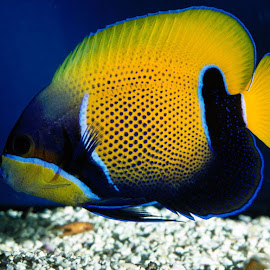 Fish @ Digaleri.com