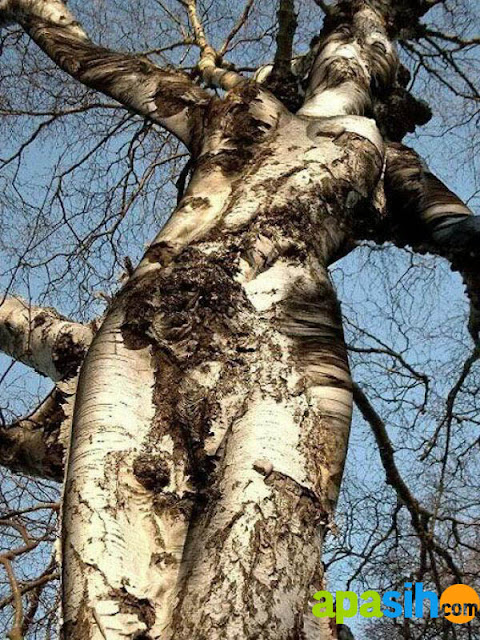 Pohon Paling Aneh Yang Mirip Dengan Manusia