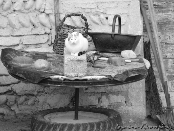 photo noir et blanc, la ferme et le chat