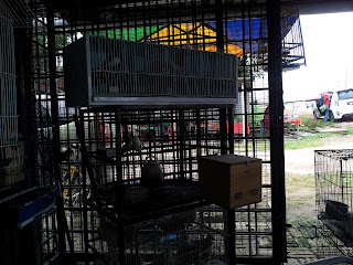 kedai burung area Semenyih 