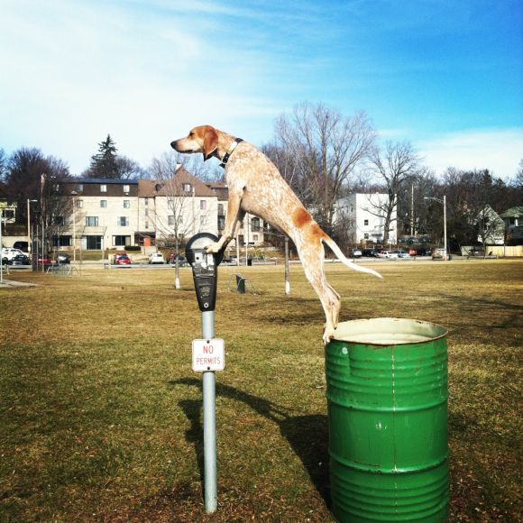 theron humphrey fotografia cachorro em cima de coisas se equilibrando maddie dog on things