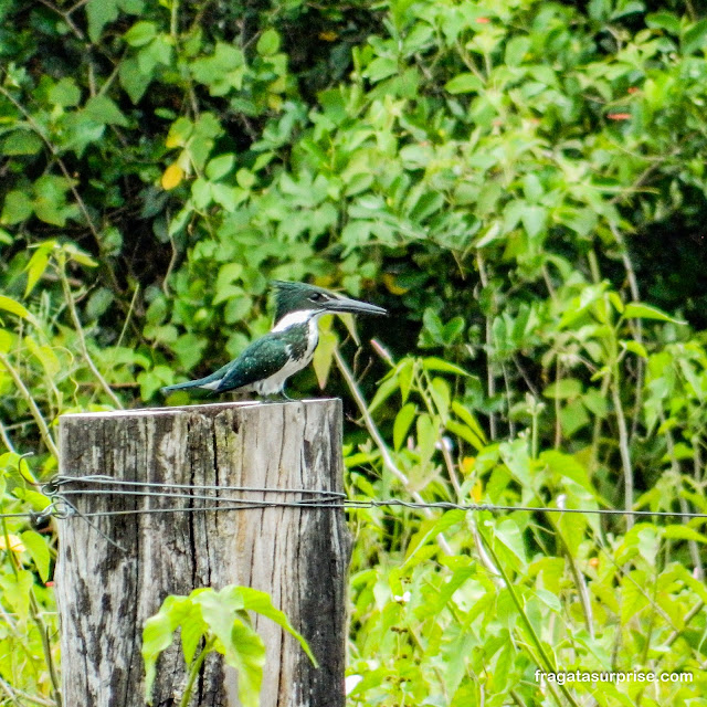 Martim-pescador, ave do Pantanal