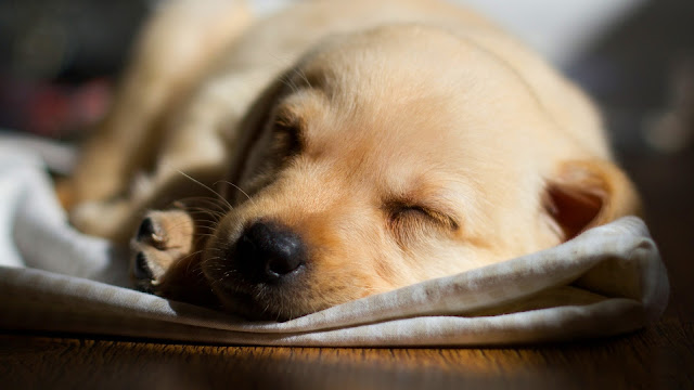 Labrador pup sleeping HD Wallpaper
