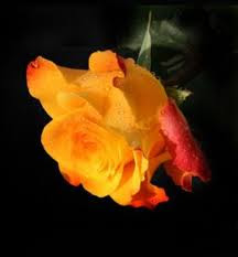 Hd Images Of Yellow Rose 10