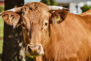 Australian Cows: Everything You Need to Know