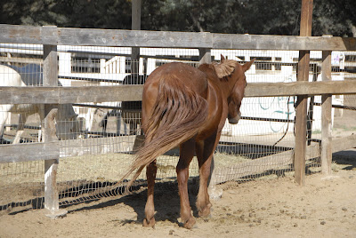 brown horse