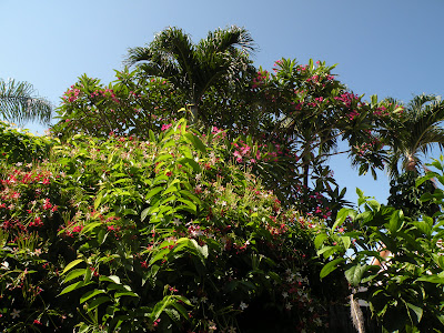 The Rangoon Creeper