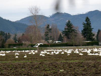 trumpeter swan flying. Trumpeter Swans of the Skagit