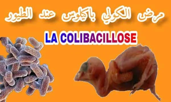 مرض كولي باكيلوس colibacillose عند الطيور