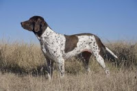 Antiguo perro de muestra Danés