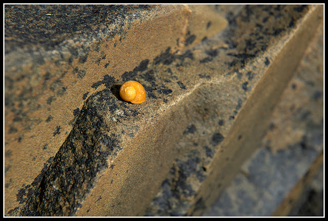 Nova Scotia; Green Bay Beach; Atlantic Ocean; Maritimes; Periwinkle