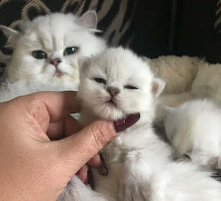 chinchills persian kittens adoption