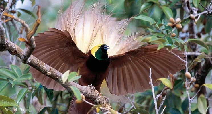  Cenderawasih, Burung Surga yang Terancam Punah