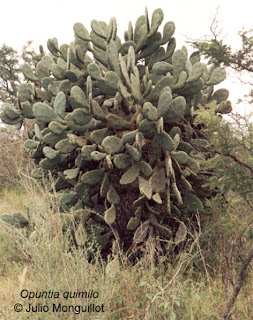 quimilo Opuntia quimilo