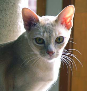 European Burmese Cat Pictures