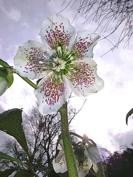 Hellebores are popular garden