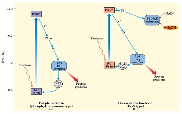  Perubahan ini mengacu pada perubahan yang bersifat reversibel antara molekul berukuran be Pintar Pelajaran Metabolisme Mikroba, Fermentasi, Respirasi, Fotosintesis, ATP, ADP, Siklus Asam Trikarboksilat