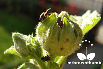  Hollyhock weevils