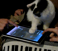 les chats et l'ipad