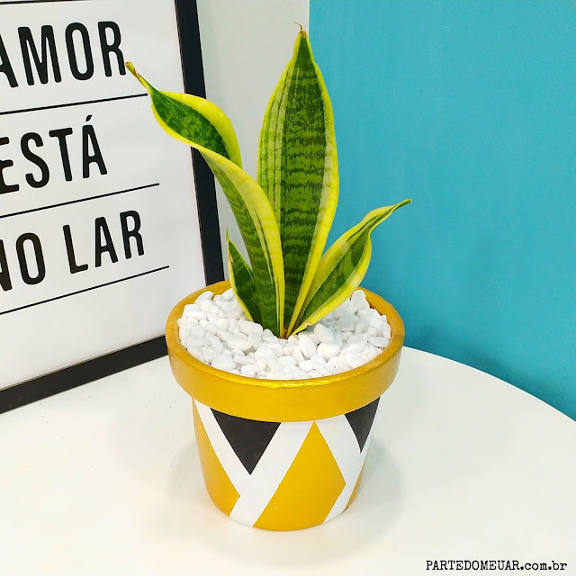 vaso plantas