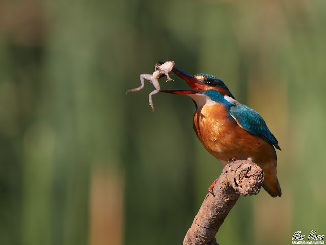 Common Kingfisher Flipping a Frog