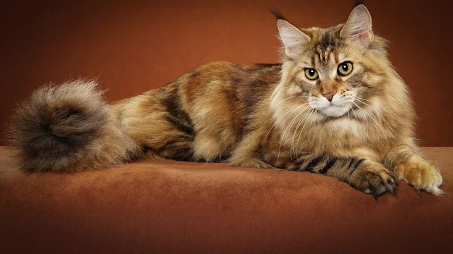 The reason (sole reason!) why your Maine Coon is naughty!