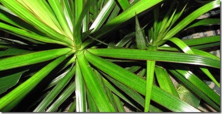 houseplant