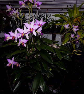 Laelia anceps orchid plant care and culture