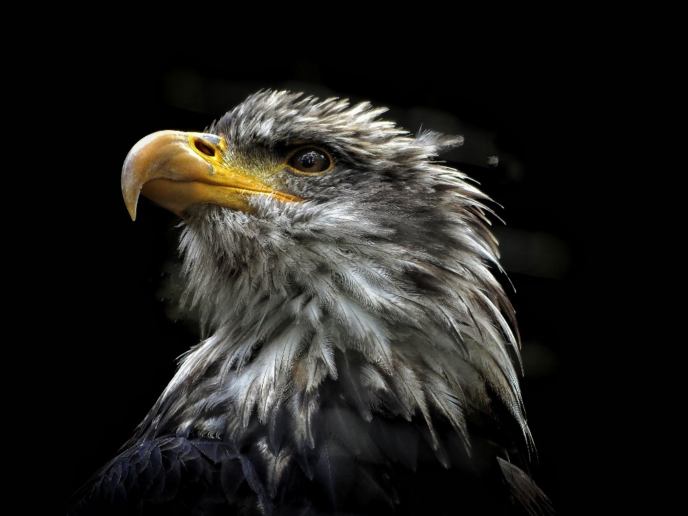 accipitridae, haliaeetus leucocephalus