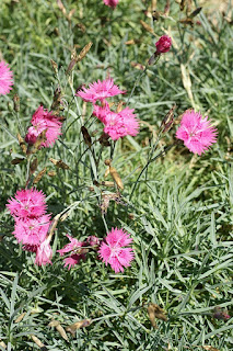 Œillet bleuâtre - Œillet bleu - Œillet de Grenoble - Dianthus gratianopolitanus