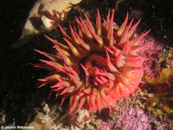 Pengertian Ciri dan Klasifikasi Coelenterata  Cnidaria  