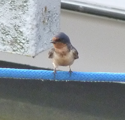 barn swallow