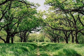 The Blessing Of Simplicity And Divine Trust