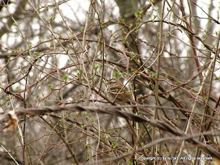 White Throated Sparrows