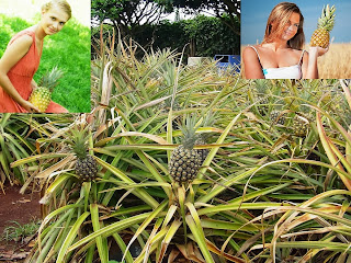 Pineapple Farming Tips For Business