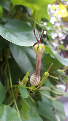 Ceropegia candelabrum