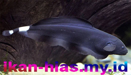 Jenis Ikan Hias Air Tawar Aquarium Ikan black ghost