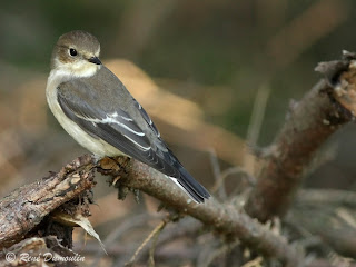 papamoscas cerrojillo Ficedula hypoleuca los passeifomes de EUropa