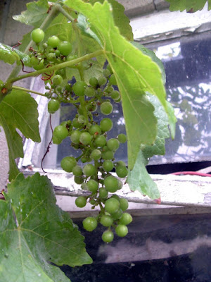 A cluster of green grapes growing next to a window