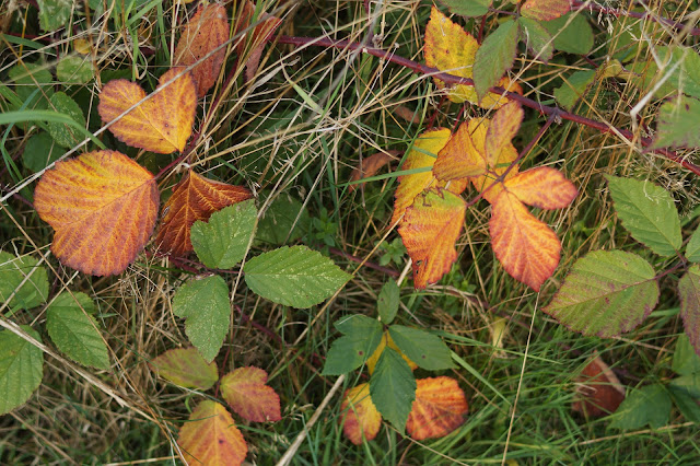 fall highlights in Norfolk