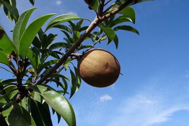 Manfaat Buah Sawo Untuk Kesehatan