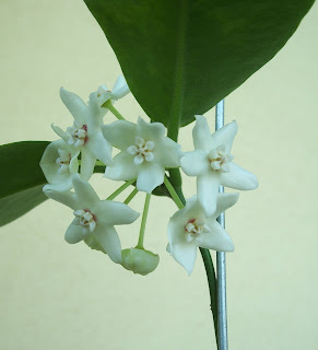 hoya-albiflora