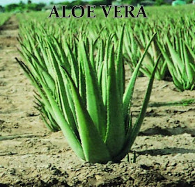 Aloe Vera